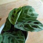 Maranta cristata Hoja