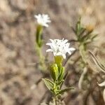 Stevia gilliesii