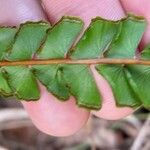 Lindsaea stricta Vrucht