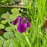 Iris ensata Blomma