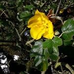 Fremontodendron mexicanum Flower