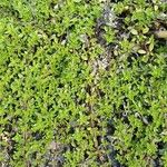 Thymus serpyllum 形態