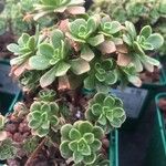 Aeonium leucoblepharum Feuille