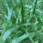 Festuca altissima Blad