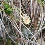 Carex halleriana Bloem