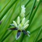Juncus trifidus Květ