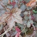 Heuchera micrantha पत्ता