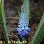 Muscari azureum Lorea