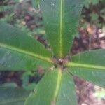Ixora piresii Leaf