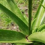 Aloe amudatensis 葉
