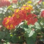 Lantana camaraKukka