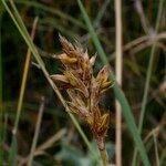 Carex colchica Froito