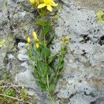 Hypericum richeri Flower