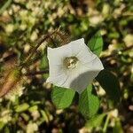 Distimake aegyptius फूल