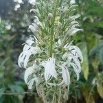 Lobelia nicotianifolia Blüte