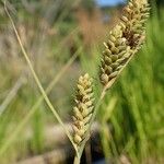 Carex buxbaumii Плід