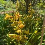 Cymbidium lowianum Květ