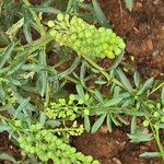 Lepidium virginicumFlower