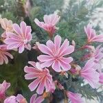 Lewisia longipetala ᱵᱟᱦᱟ