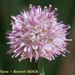 Allium strictum Квітка