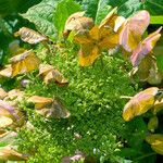 Hydrangea quercifolia Flower