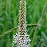 Plantago maxima Flor
