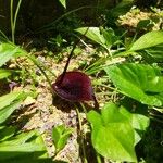 Typhonium blumei 花