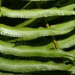 Nephrolepis brownii Leaf