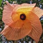 Hibiscus elatus Blomst