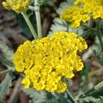 Achillea clypeolata Fleur