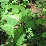 Stachys alpina ഇല