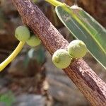 Ficus ingens Owoc