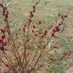 Hibiscus sabdariffa 果實