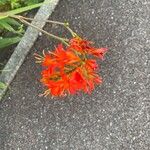 Crocosmia aurea Λουλούδι