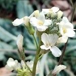 Brassica insularis Flower