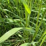 Trisetum flavescens Blatt