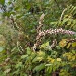 Agastache nepetoides Плід
