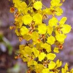 Diplopterys lutea Floro
