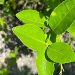 Citrus × aurantiifolia Hostoa