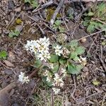 Micranthes virginiensis Flower