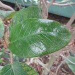 Ficus tequendamae Leaf