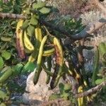Prosopis pallida Fruit