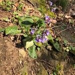 Pulmonaria officinalis পাতা