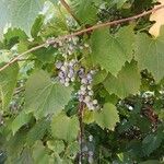 Vitis vulpina 果