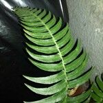 Blechnum occidentaleLeaf