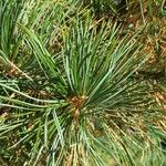 Pinus cembra ശീലം