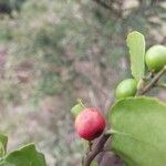 Mystroxylon aethiopicum Fruit