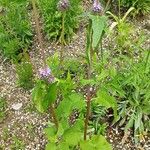 Phlomoides tuberosa Hábito