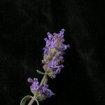 Nepeta ciliaris Habitus