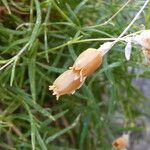 Silene saxifraga Fruto